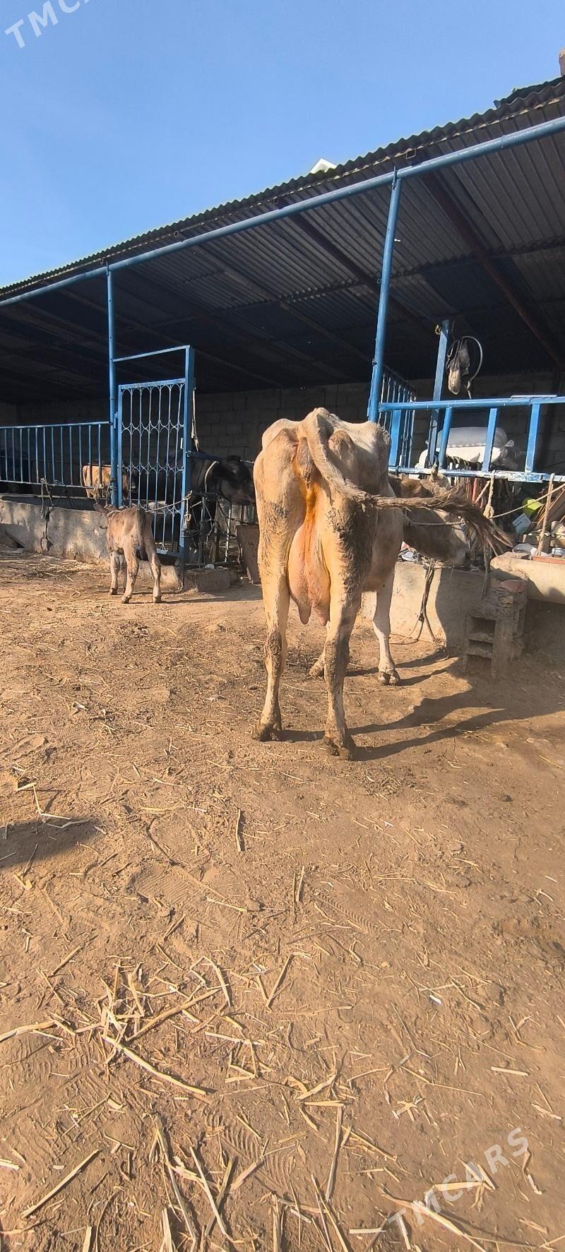 Göleli sygyr - Чоганлы - img 8