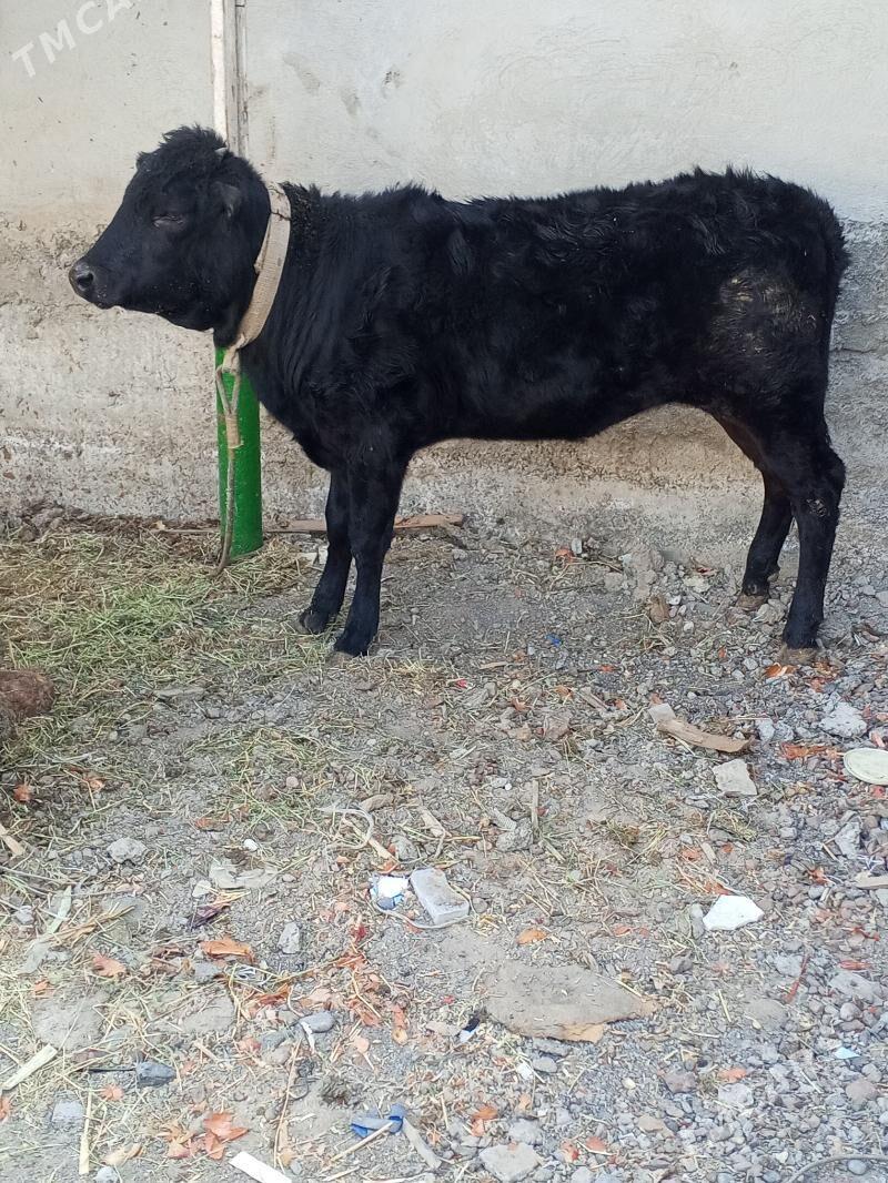 tuwe - Aşgabat - img 1