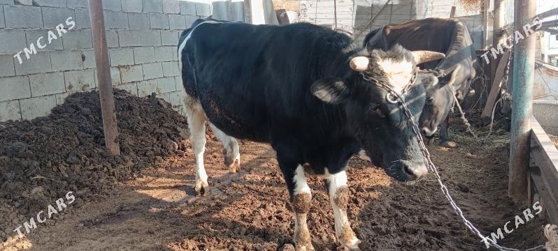 galişdeyin öküz gibrit - Büzmeýin GRES - img 4