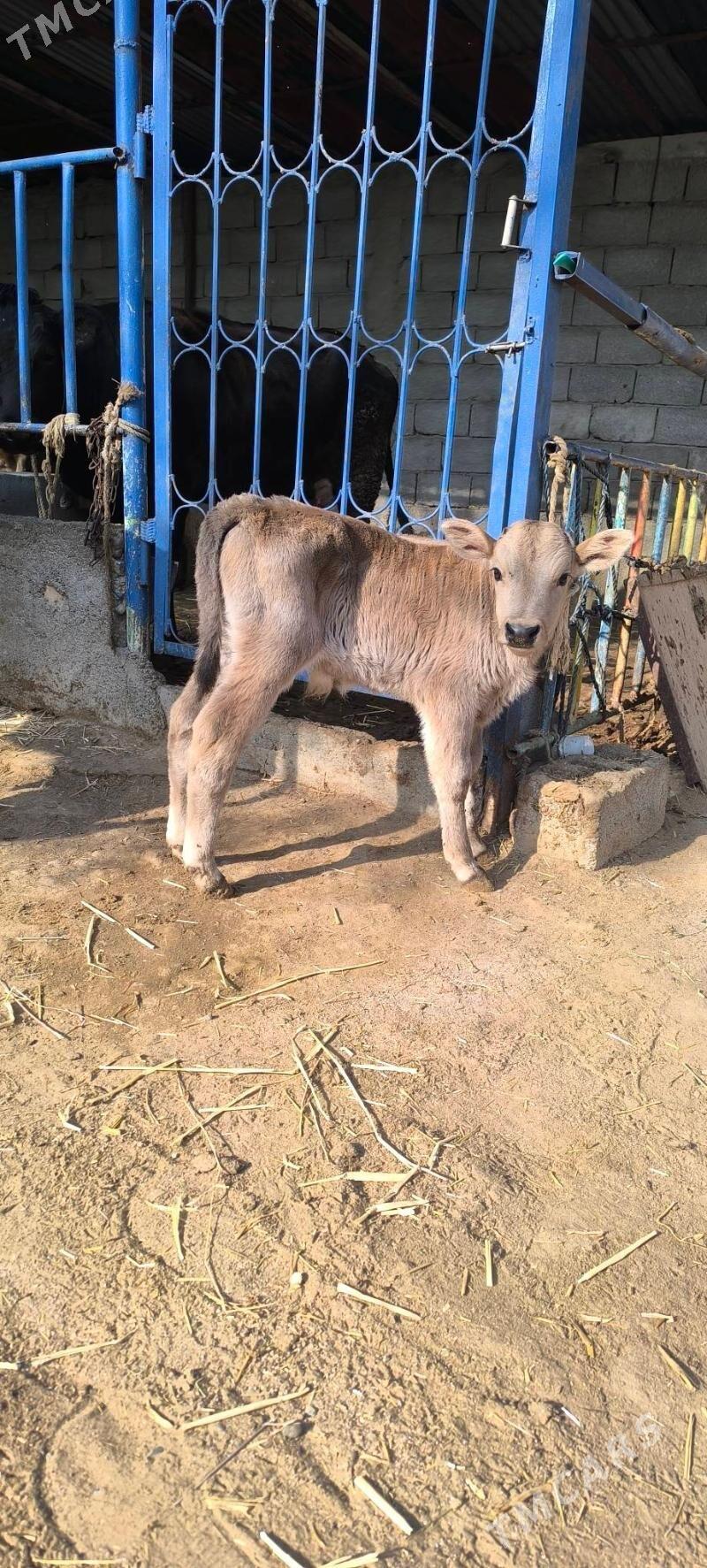 Göleli sygyr - Чоганлы - img 3