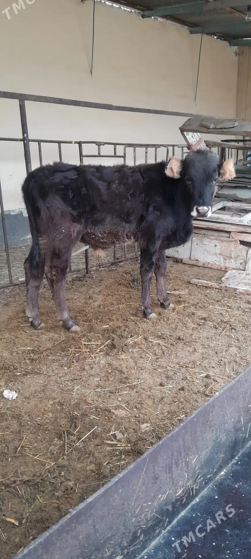 şwes öküz - Бахарден - img 2