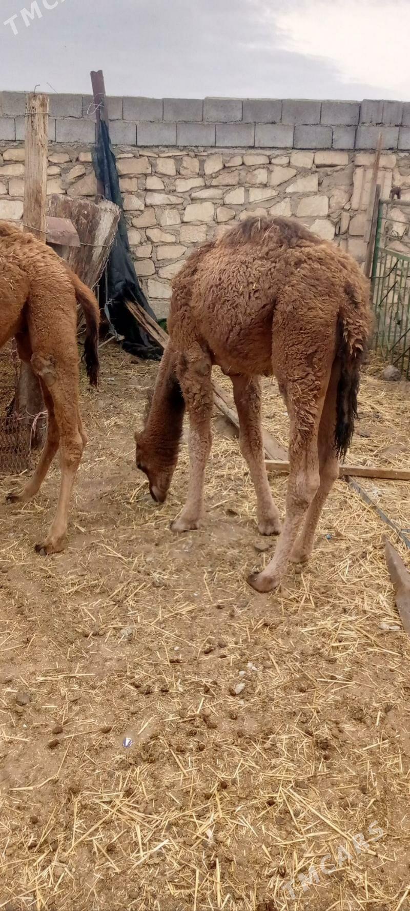 torym - Balkanabat - img 2