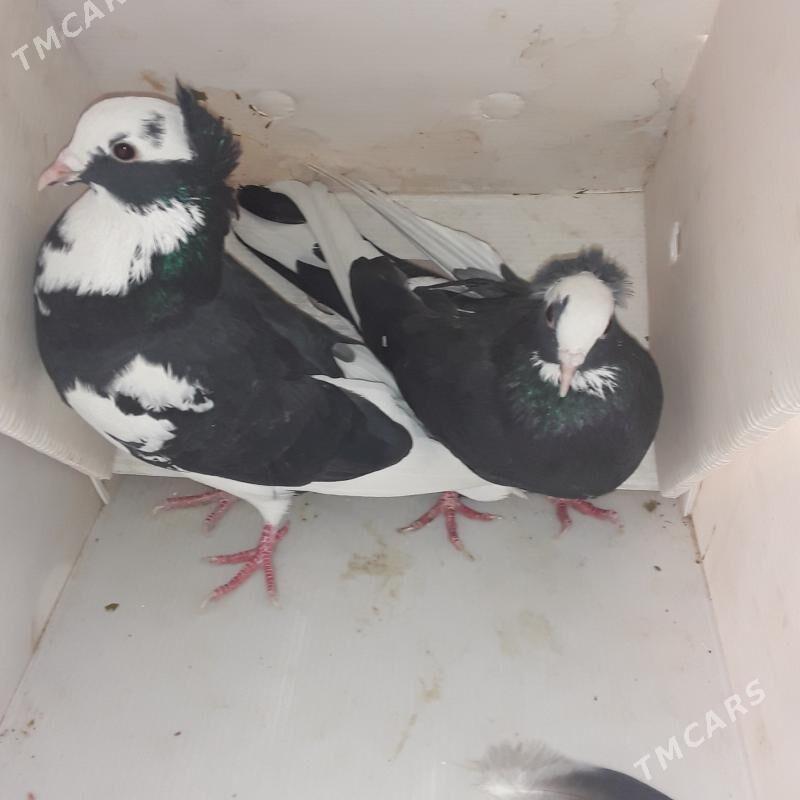 голбы - Мары - img 2