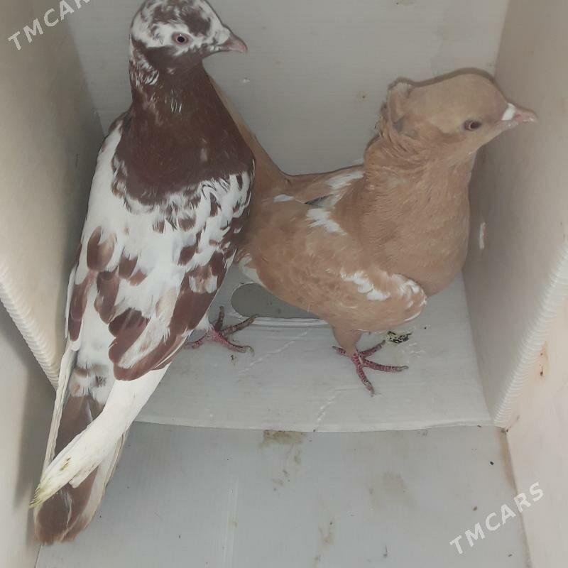 голбы - Мары - img 4