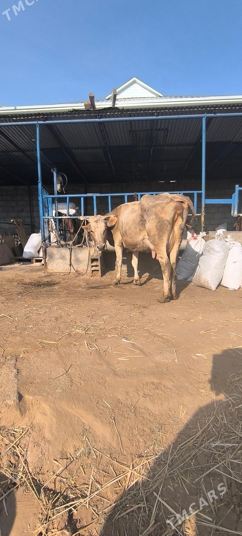 Göleli sygyr - Чоганлы - img 5