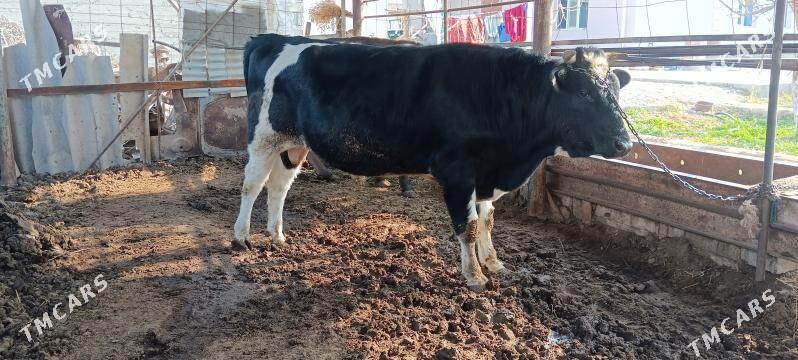 galişdeyin öküz gibrit - Büzmeýin GRES - img 3