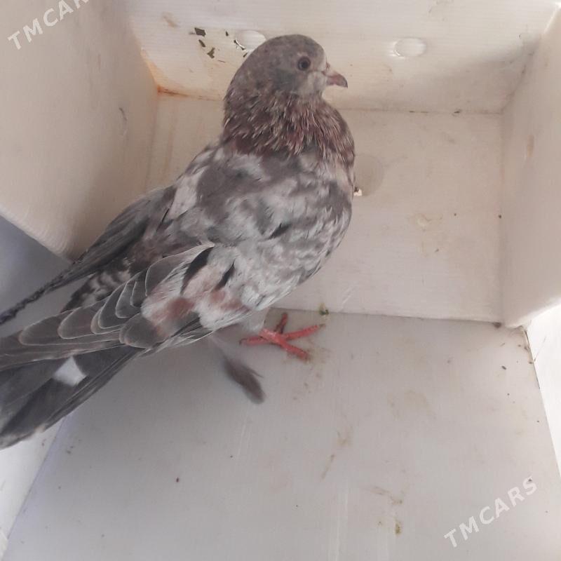 голбы - Мары - img 5