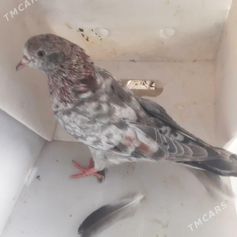 голбы - Мары - img 6