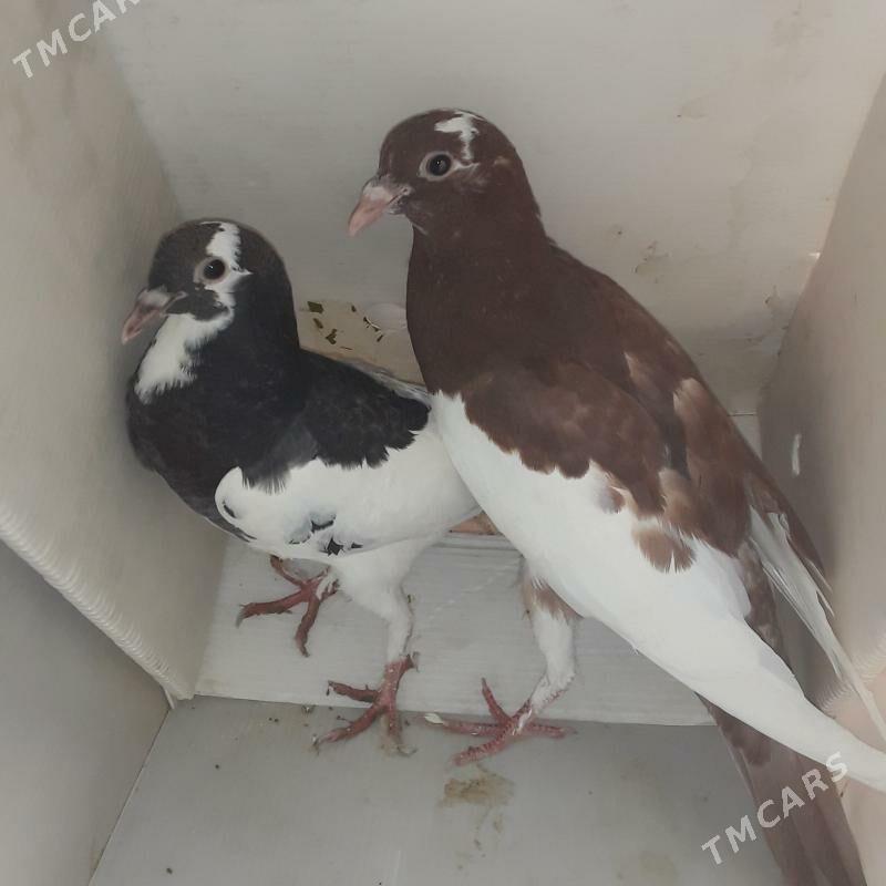 голбы - Мары - img 9