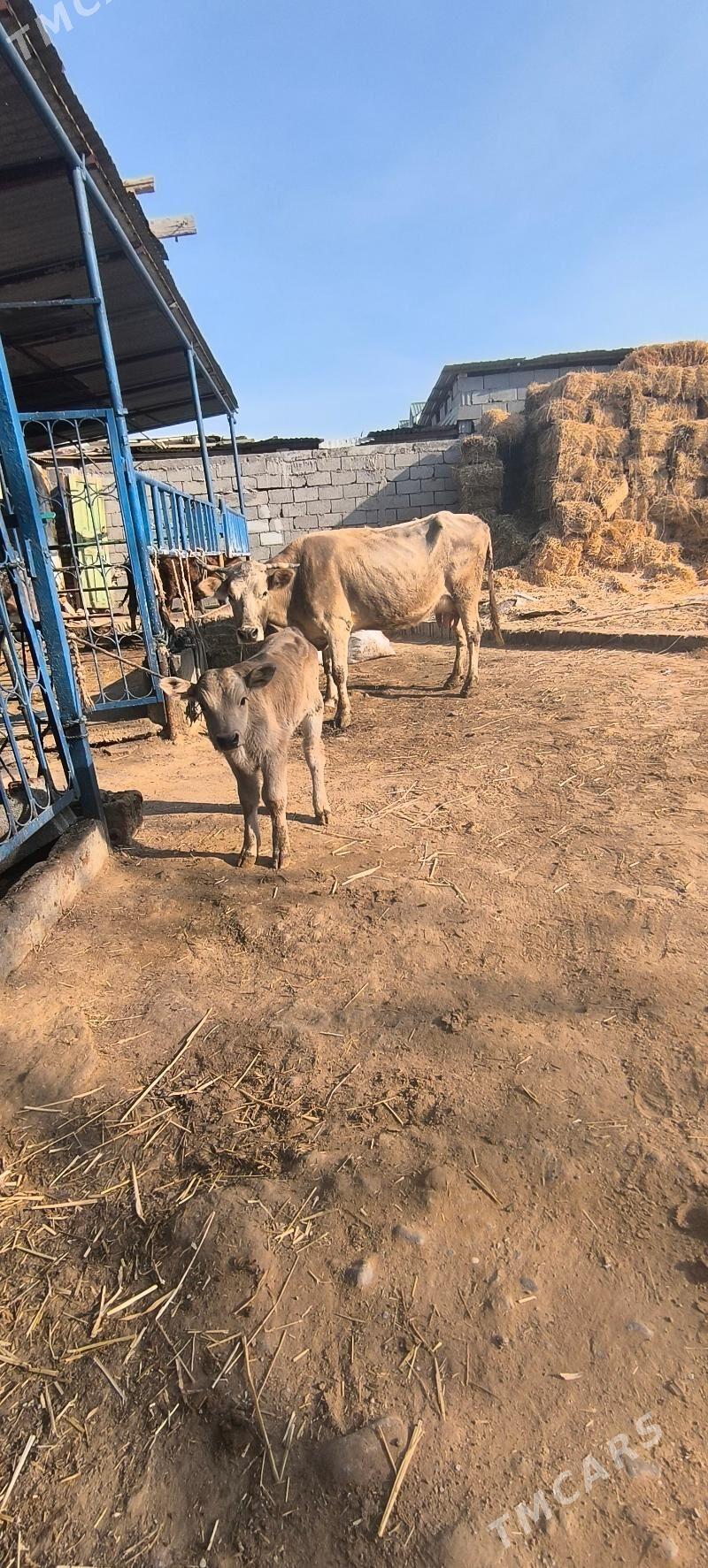 Göleli sygyr - Чоганлы - img 7