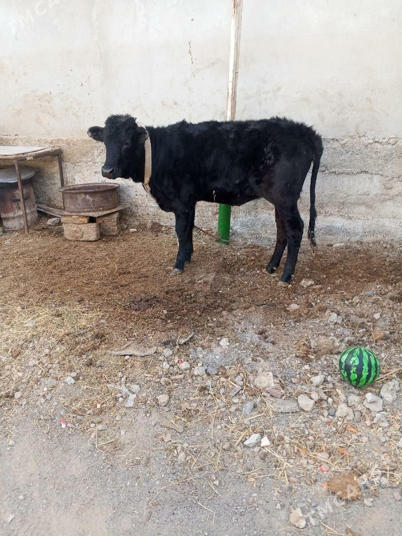 tuwe - Aşgabat - img 4