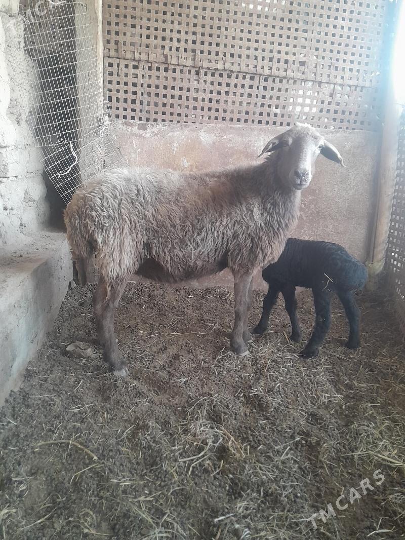 guzuly goyun - Туркменабат - img 2