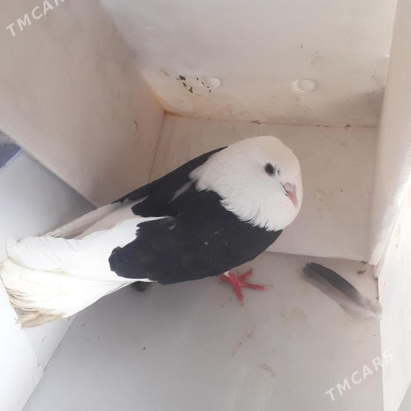 голбы - Мары - img 8