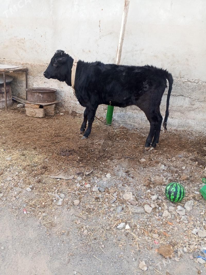 tuwe - Aşgabat - img 2