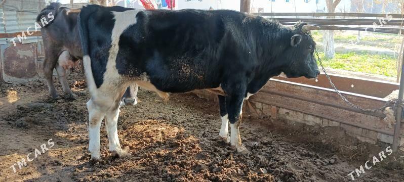 galişdeyin öküz gibrit - Büzmeýin GRES - img 7