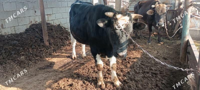 galişdeyin öküz gibrit - Büzmeýin GRES - img 5