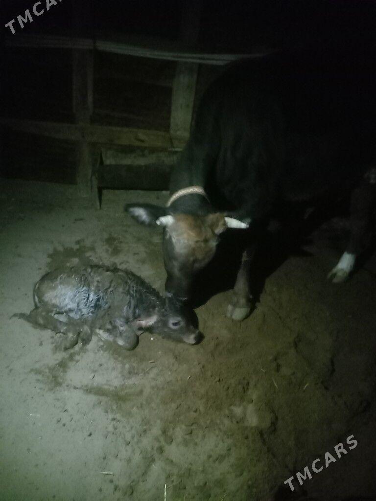 Golelı sygyr - Балканабат - img 2