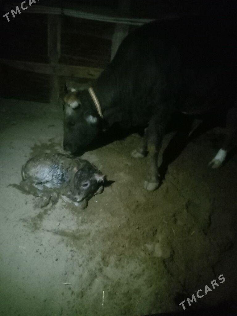 Golelı sygyr - Балканабат - img 1