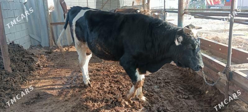 galişdeyin öküz gibrit - Büzmeýin GRES - img 6