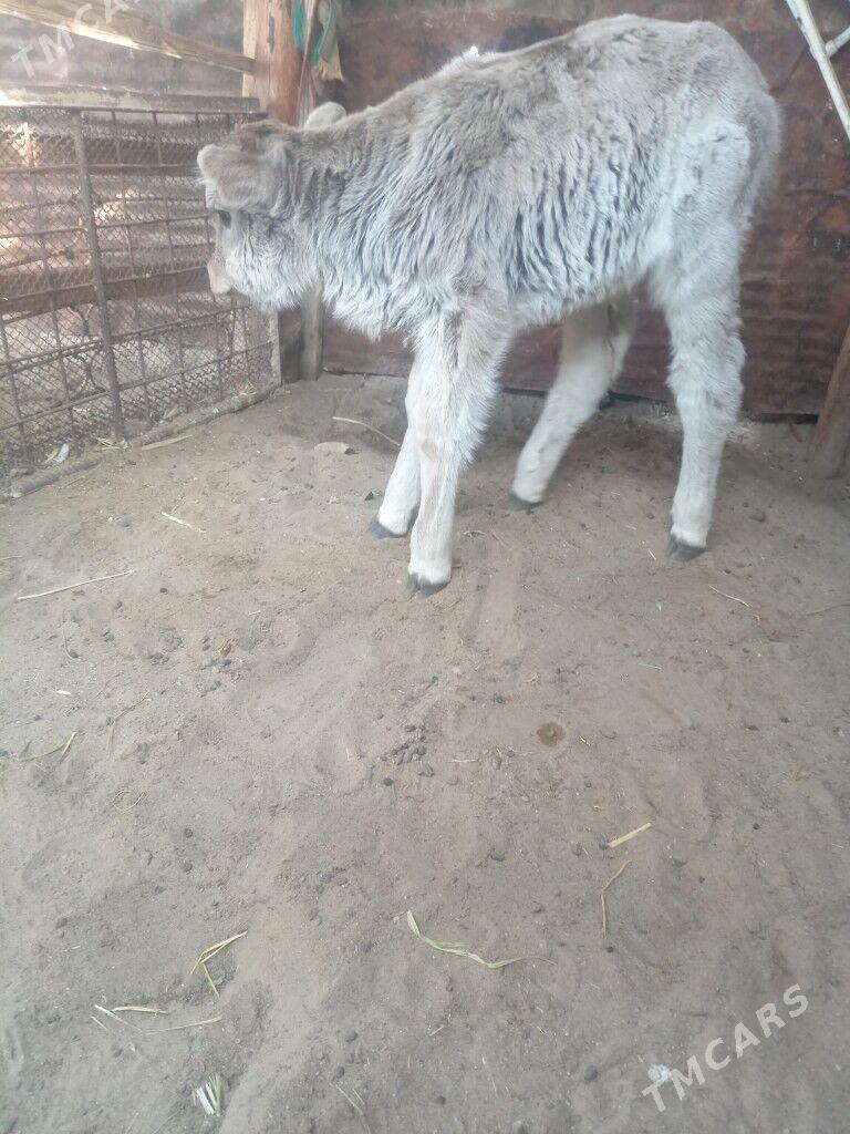 Golelı sygyr - Балканабат - img 3