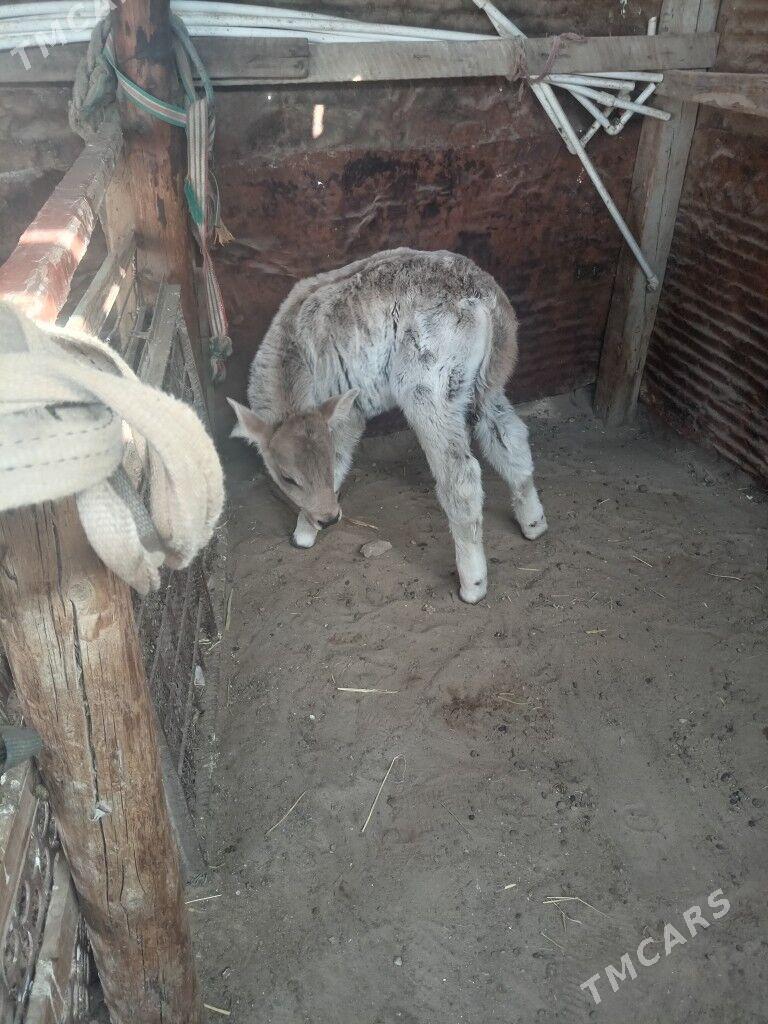 Golelı sygyr - Балканабат - img 4