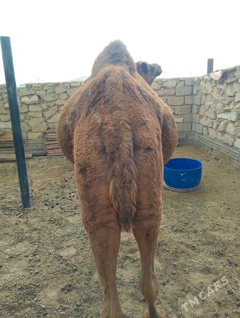 Duye - Эсенгулы - img 3