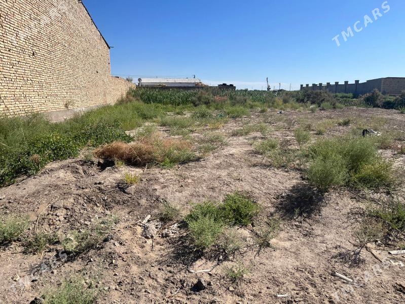 mellek - Чарджоу - img 2