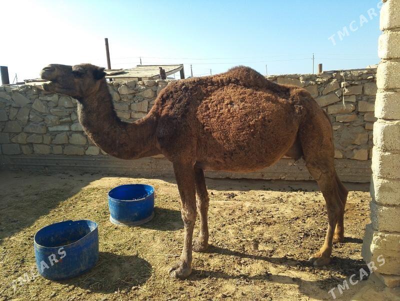 Duye - Эсенгулы - img 2