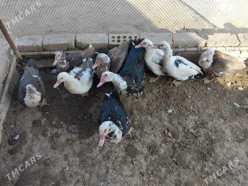 Ordekler - Сакарчага - img 2