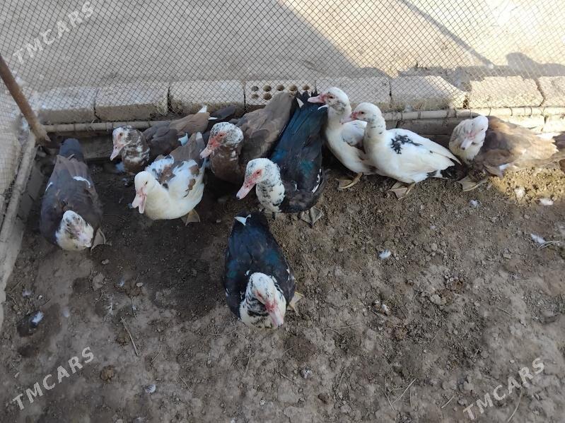 Ordekler - Сакарчага - img 1