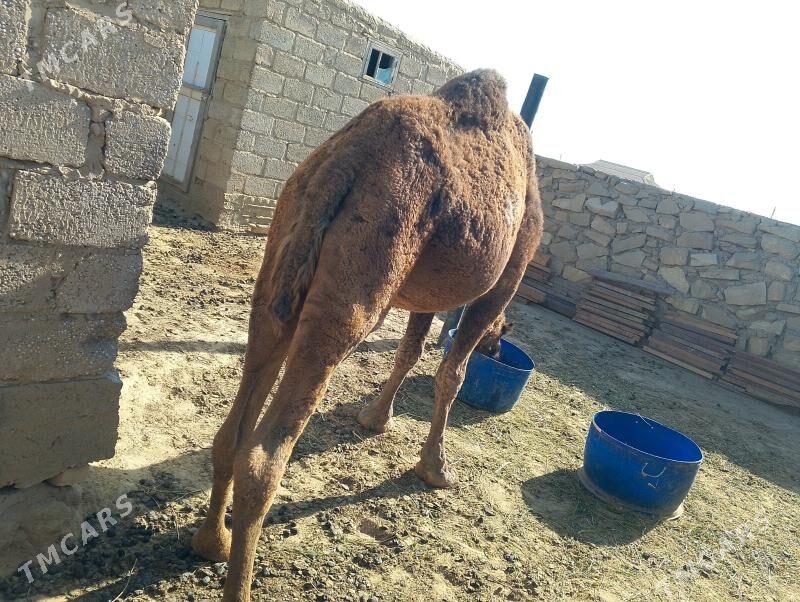 Duye - Эсенгулы - img 1