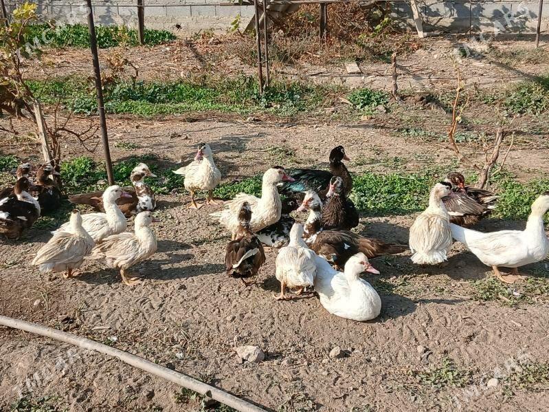 ýaşylbaş - Бузмеин - img 2