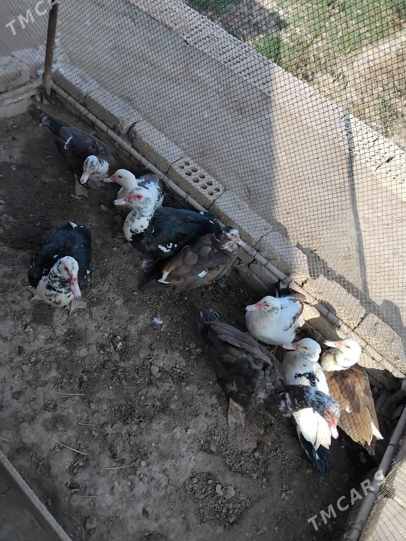 Ordekler - Сакарчага - img 4