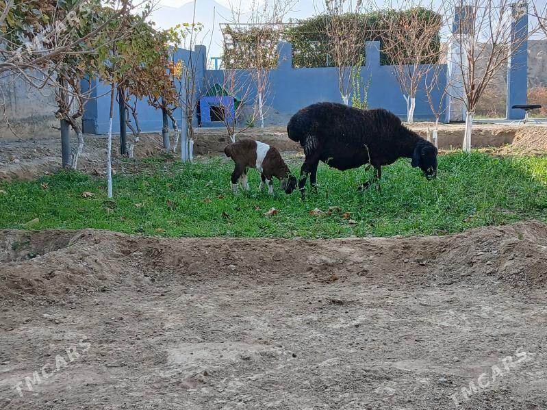 Gisar - Bagyr - img 5