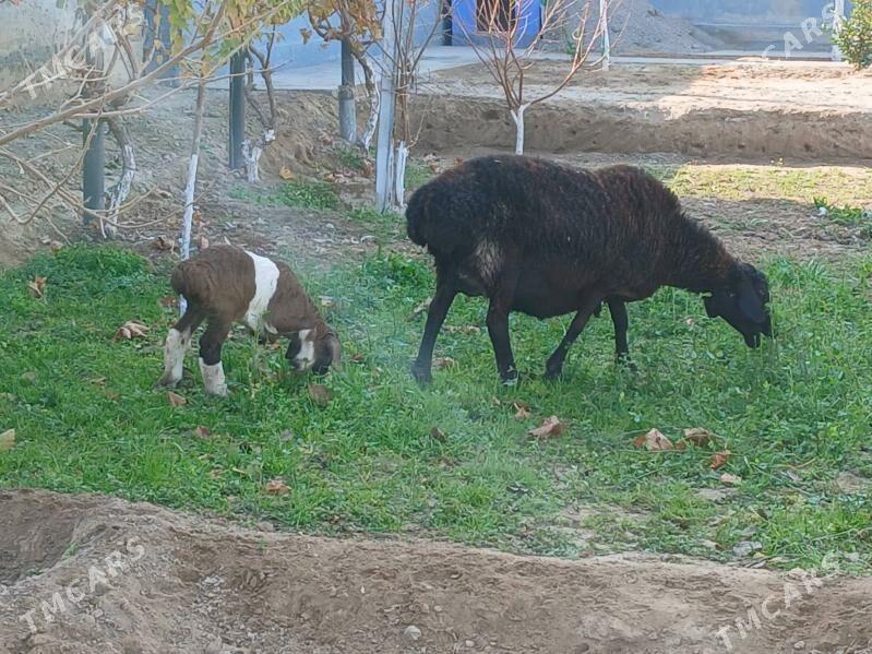 Gisar - Bagyr - img 4