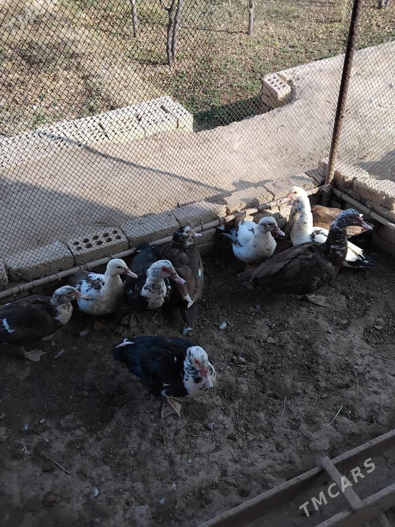 Ordekler - Сакарчага - img 5