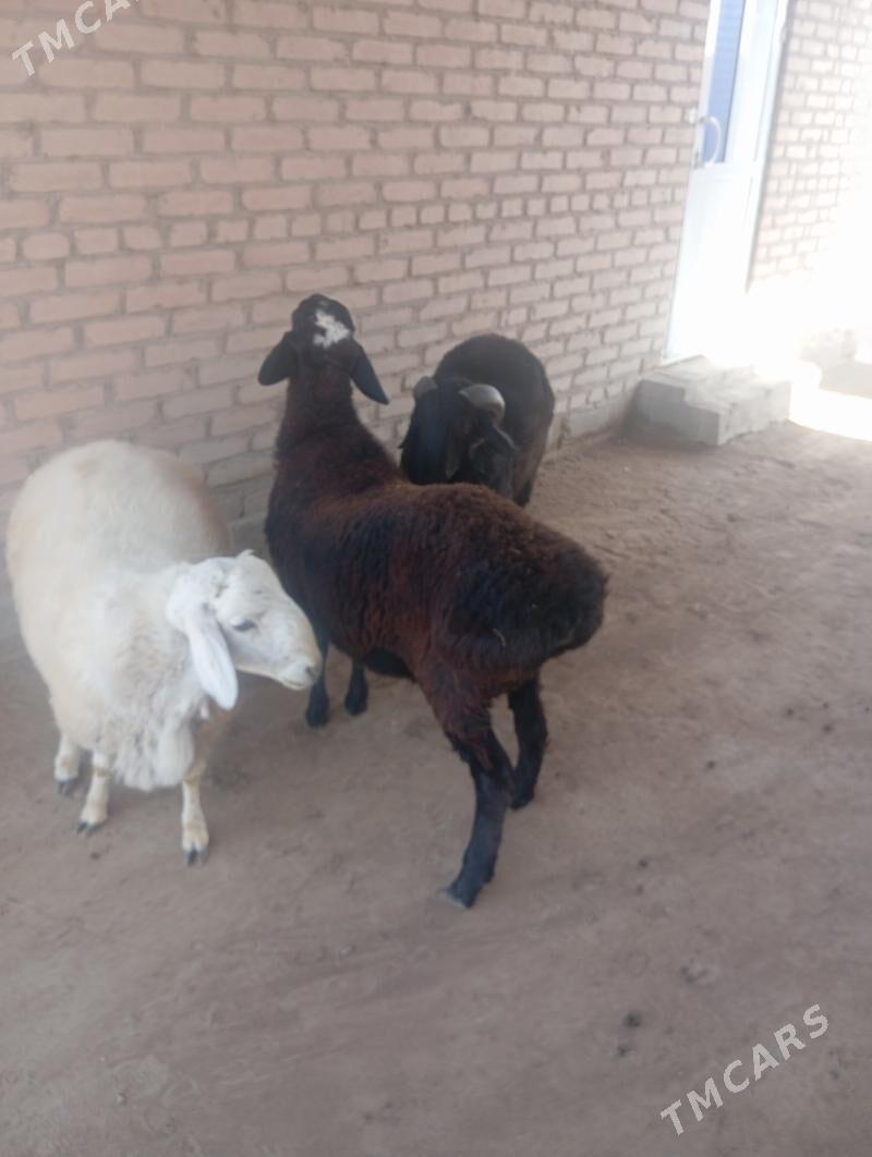 goçkar - Чарджоу - img 7