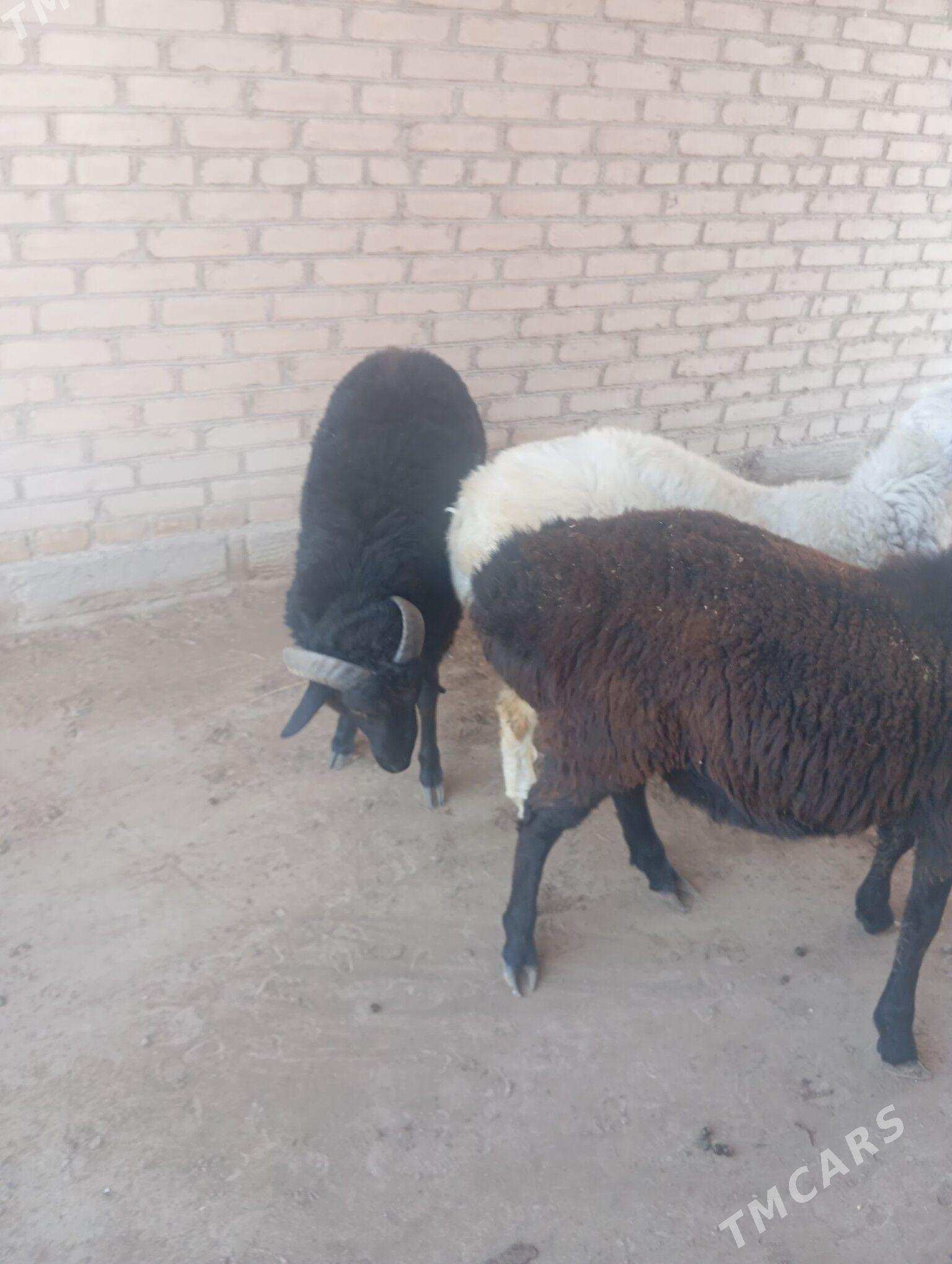 goçkar - Чарджоу - img 2