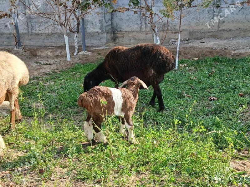 Gisar - Bagyr - img 2