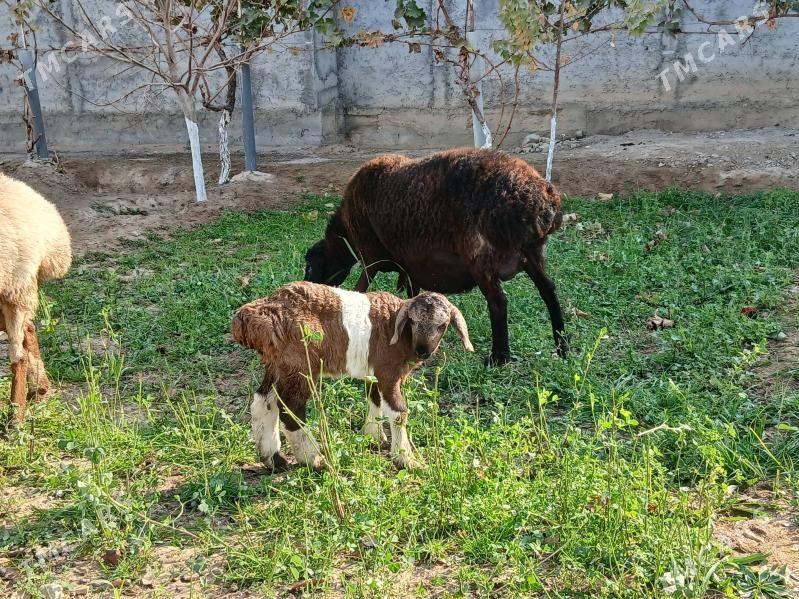 Gisar - Багир - img 1