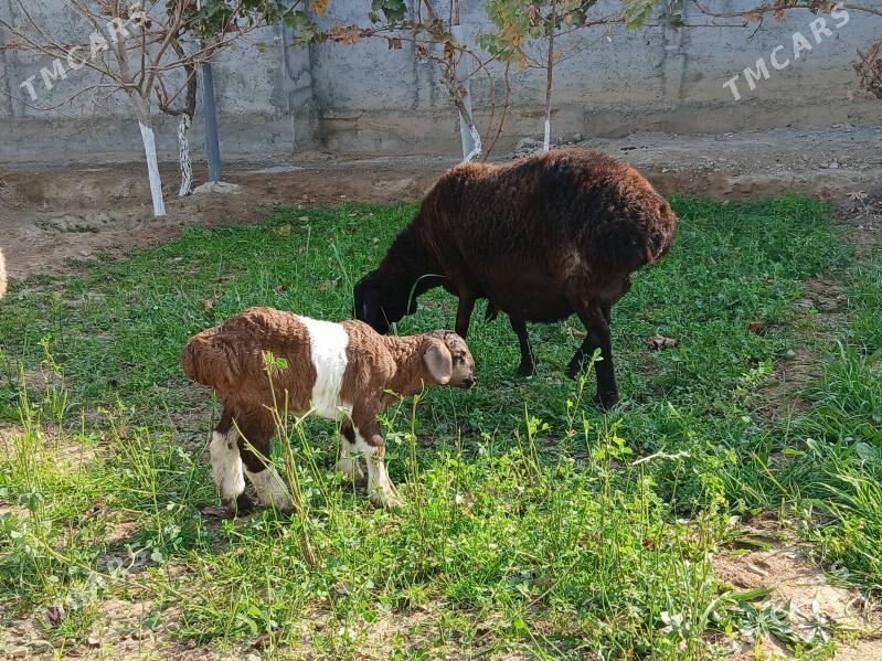 Gisar - Bagyr - img 3