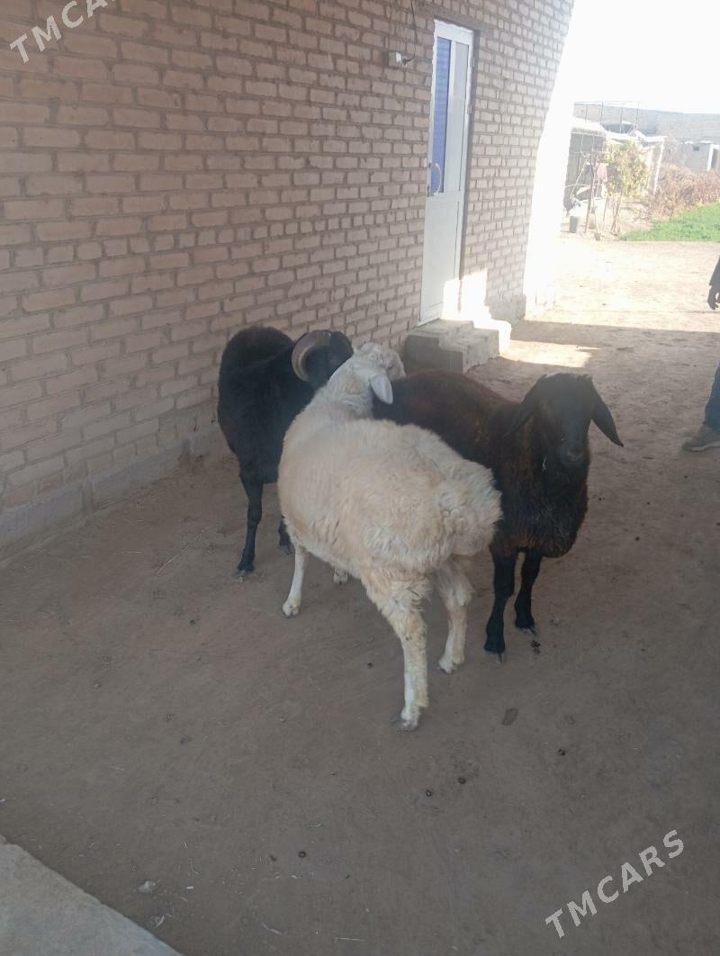 goçkar - Чарджоу - img 6