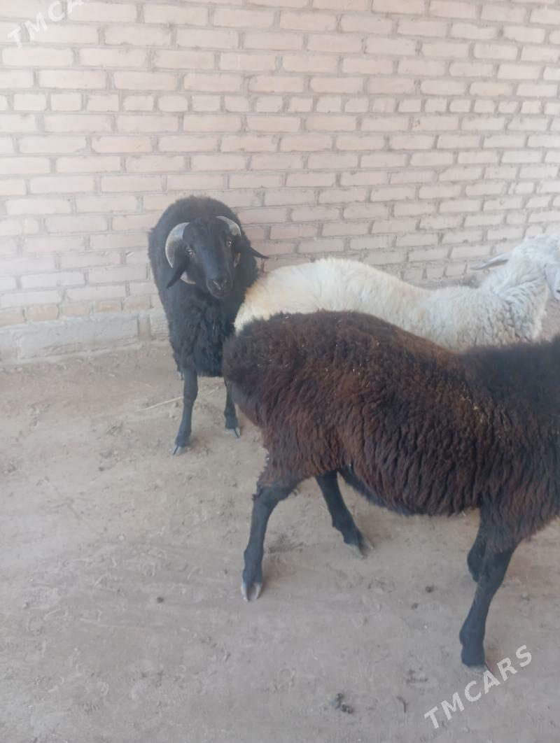 goçkar - Чарджоу - img 5