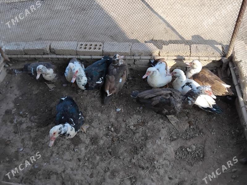 Ordekler - Сакарчага - img 3