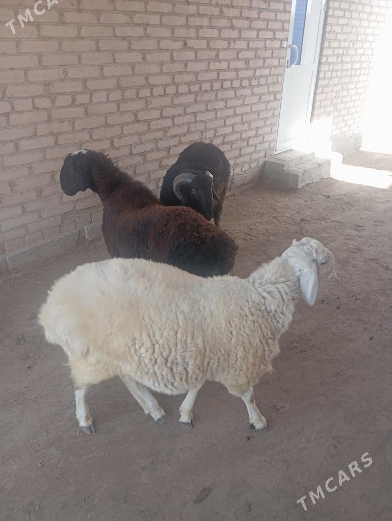 goçkar - Чарджоу - img 8