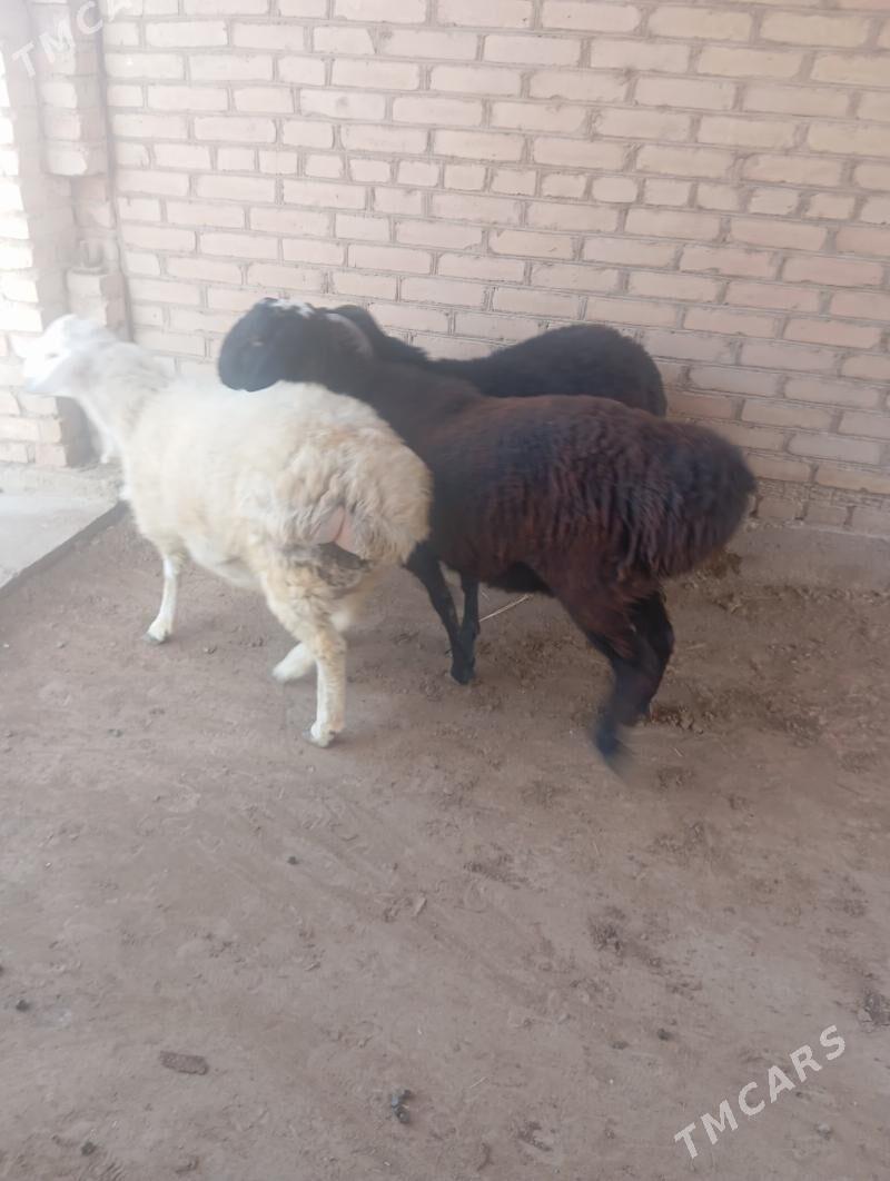 goçkar - Чарджоу - img 1