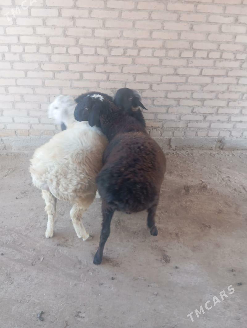 goçkar - Чарджоу - img 4