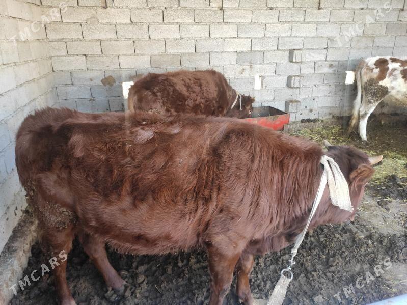 Bakylyan gulajynlar 4sany - Векильбазар - img 1