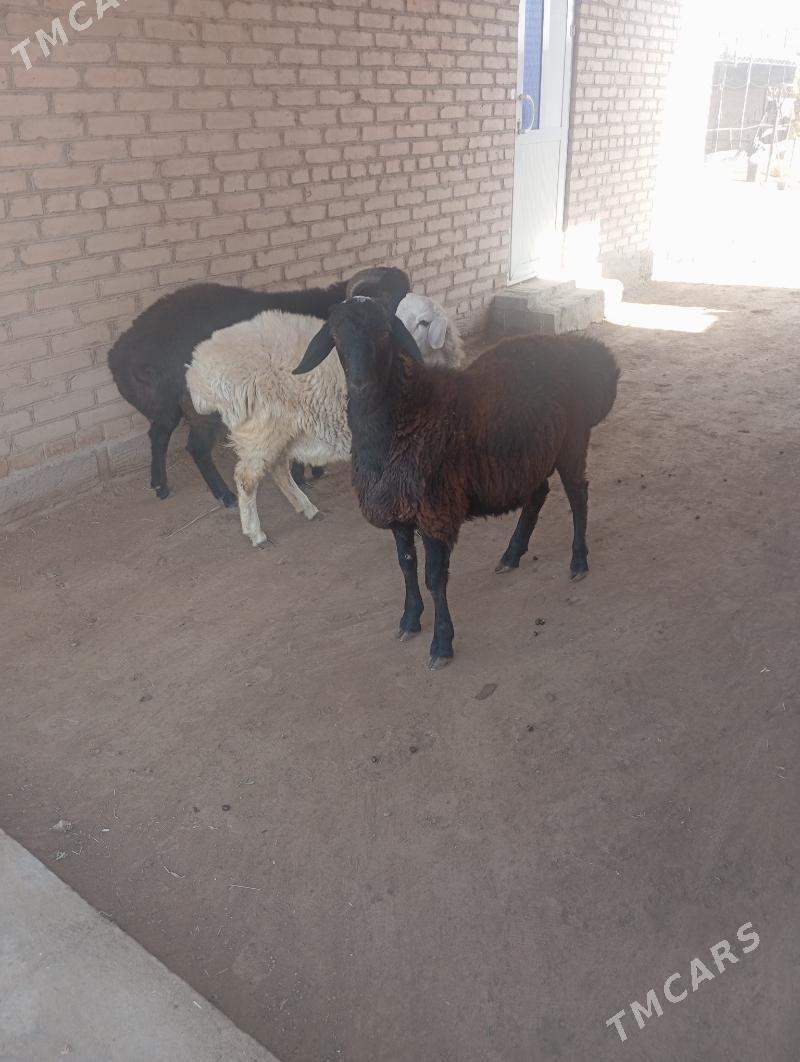 goçkar - Чарджоу - img 10