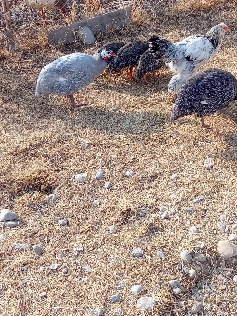 käkilik - Анев - img 7